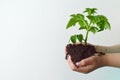 Tomato plant in hands Royalty Free Stock Photo