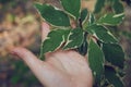 A child`s hand holds leaves, the interaction of man and nature. Hand and leaves close-up. Selective focus Royalty Free Stock Photo