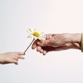 A child\'s hand holds out a chamomile flower to an elderly person\'s hand, a child gives a flower to an old man Royalty Free Stock Photo