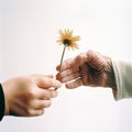 Child\'s hand holds out chamomile flower to an elderly person\'s hand, child gives flower to an old man, Royalty Free Stock Photo