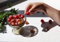 A child`s hand holds a ripe gooseberry berry against the background of a vase with a ripe berry on the kitchen table, close-up, Royalty Free Stock Photo