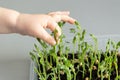 Child`s hand holds a sprout of peas micro green grown in a container. Part 6 of step by step instructions