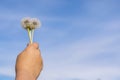 A child`s hand holds three ripe past and fluffy dandelion flowers against a blue summer sky Royalty Free Stock Photo