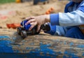 A child`s hand holds a toy car and rolls it on a log. The child plays in the sandbox. Royalty Free Stock Photo