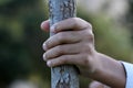 A Child`s hand holds a tree trunk