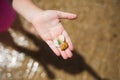 child's hand with pebble stones found on beach by sea.