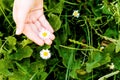 White daisy on palm of child Royalty Free Stock Photo