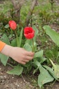 A child`s hand picks a red Tulip Royalty Free Stock Photo