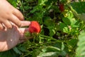 A child`s hand picks strawberries Royalty Free Stock Photo