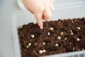 Child`s hand planting a grain of peas in peat soil in a container. Part 3 of step by step instructions Royalty Free Stock Photo