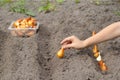 A child`s hand plants tulip bulbs into the ground. Planting flowers in a bed Royalty Free Stock Photo