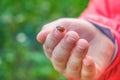 A child`s hand in a red jacket holds a ladybug on its fingers. An insect with red wings and black dots. Soft selective selective Royalty Free Stock Photo