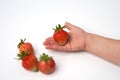 A child`s hand with a ripe seasonal strawberry garden on a white background. There are a few more berries nearby. Copy space. Sel