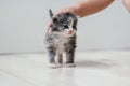 Child& x27;s hand strokes small cute gray and white kitten walking on wooden floor. Pets at home