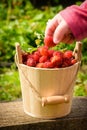 Child`s hand takes a juicy strawberry, which stands in bucket wooden board