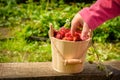 Child`s hand takes a juicy strawberry, which stands in a bucket on a wooden board