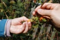 He child`s hand tears the yellow berry from the raspberry Bush Royalty Free Stock Photo