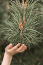 Child`s hand touching small cones looks like flowers on pine tree branches. Royalty Free Stock Photo