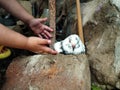 A Child's Hand, Wants to Hold a Pigeon Found Injured