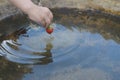 A child`s hand washes strawberries in the water. Royalty Free Stock Photo