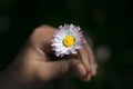 Child`s hands cradling a fresh daisy flower Royalty Free Stock Photo