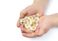 Child's hands with Daisy Royalty Free Stock Photo