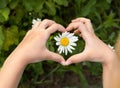 The child`s hands are folded in a heart around a Daisy on a background of greenery in the open air Royalty Free Stock Photo