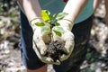 Child\'s hands in gloves gently hold a young sapling Royalty Free Stock Photo