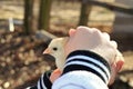 Child`s Hands Holding Baby Chick