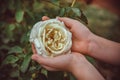 Child`s hands holding delicate rose in garden Royalty Free Stock Photo