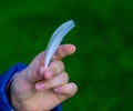 Child`s hands holding feathers, close-up, mid section. White feather held in the palm of a child`s hand. Beautiful green Royalty Free Stock Photo