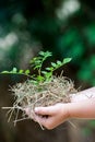 Child's Hands Holding Fresh Small Plant Royalty Free Stock Photo