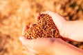 Child`s hands holding golden wheat seeds against wheat field background Royalty Free Stock Photo