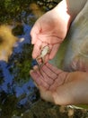 Child`s Hands Holding Hypnotized Frog Royalty Free Stock Photo