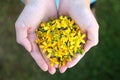 Child`s Hands Holding Little Yellow St. John`s Wort Flowers