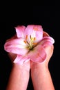 Child's hands holding pink lily flower
