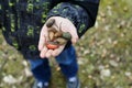 The child`s hands holding several acorns in the park