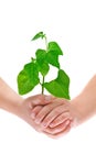 Child's hands holding small plant, isolated on white Royalty Free Stock Photo