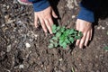 Child`s hands plant tomato plant in the vegetable garden in spring