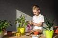 The child's hands take care of Benjamin's ficus, loosen the ground with a soil tool, fertilize Royalty Free Stock Photo