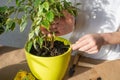 The child\'s hands take care of indoor plants, loosen the ground with a soil tool, fertilize the soil Royalty Free Stock Photo