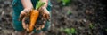 Child\'s Harvest: Fresh Carrots with Earth Clumps Royalty Free Stock Photo