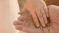 Child`s palm sprinkles a grain of wheat on palm of his father. happy childhood and family. dad farmer and little son in