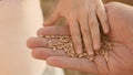 Child`s palm sprinkles a grain of wheat on palm of his father. happy childhood and family. dad farmer and little son in