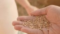 Child`s palm sprinkles a grain of wheat on palm of his father. happy childhood and family. dad farmer and little son in