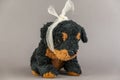 A child`s toy with a bandaged head. A black stuffed dog against a gray background. Childhood trauma concept. Mental health.