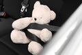 Child`s toy bear buckled with safety belt on car backseat