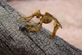 A child's toy. The dinosaur skeleton in the old tree. Royalty Free Stock Photo