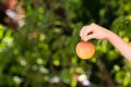 Child`s white hand holding red apple in a garden. Copy space