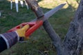 A child saws a branch in the garden with a garden saw